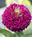 Vijolična cvetna zinnija – Zinnia elegans – semena zinnije – 50 kosov