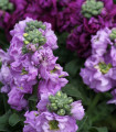 Poletni čudežna mešanica - Matthiola incana - semena fiale - 60 kos