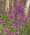 Mesečnica enoletna vijolična Honesty - Lunaria annua - semena mesečnice - 50 kos