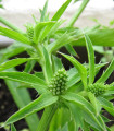 Mehiški koriander - Eryngium foetidum - semena koriandra - 50 kos