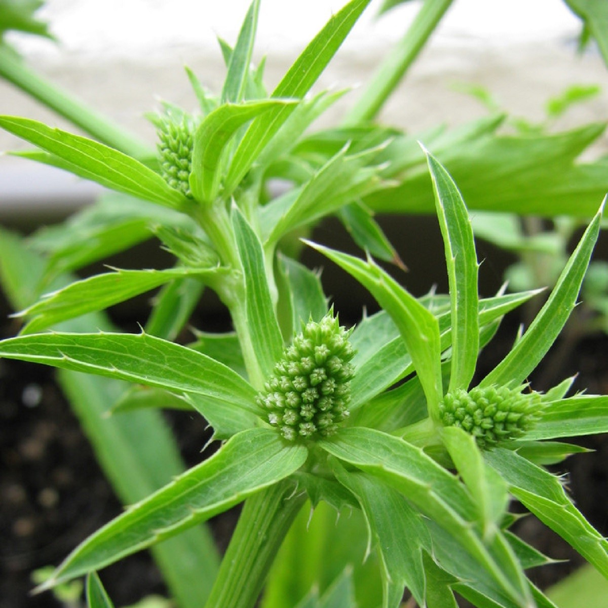 Koriandr mexický - Eryngium foetidum - semena koriandru - 50 ks