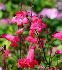 Dračík Hartwegův směs - Penstemon hartwegii mix - semena dračíku - 0,2 g
