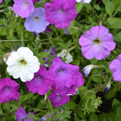Petúnie velkokvětá nízká - Petunia hybrida nana - semena petúnie - 0,1 g