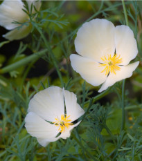 Kalifornijski beli mak - Eschscholzia californica - semena kalifornijskega maka - 450 kos