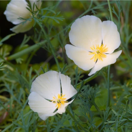 Kalifornijski beli mak - Eschscholzia californica - semena kalifornijskega maka - 450 kos