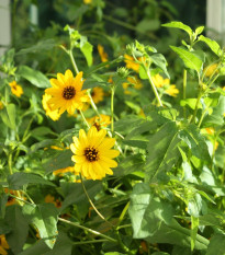 Sončnica šibka mešanica - Helianthus debilis mix - semena sončnice - 15 kosov
