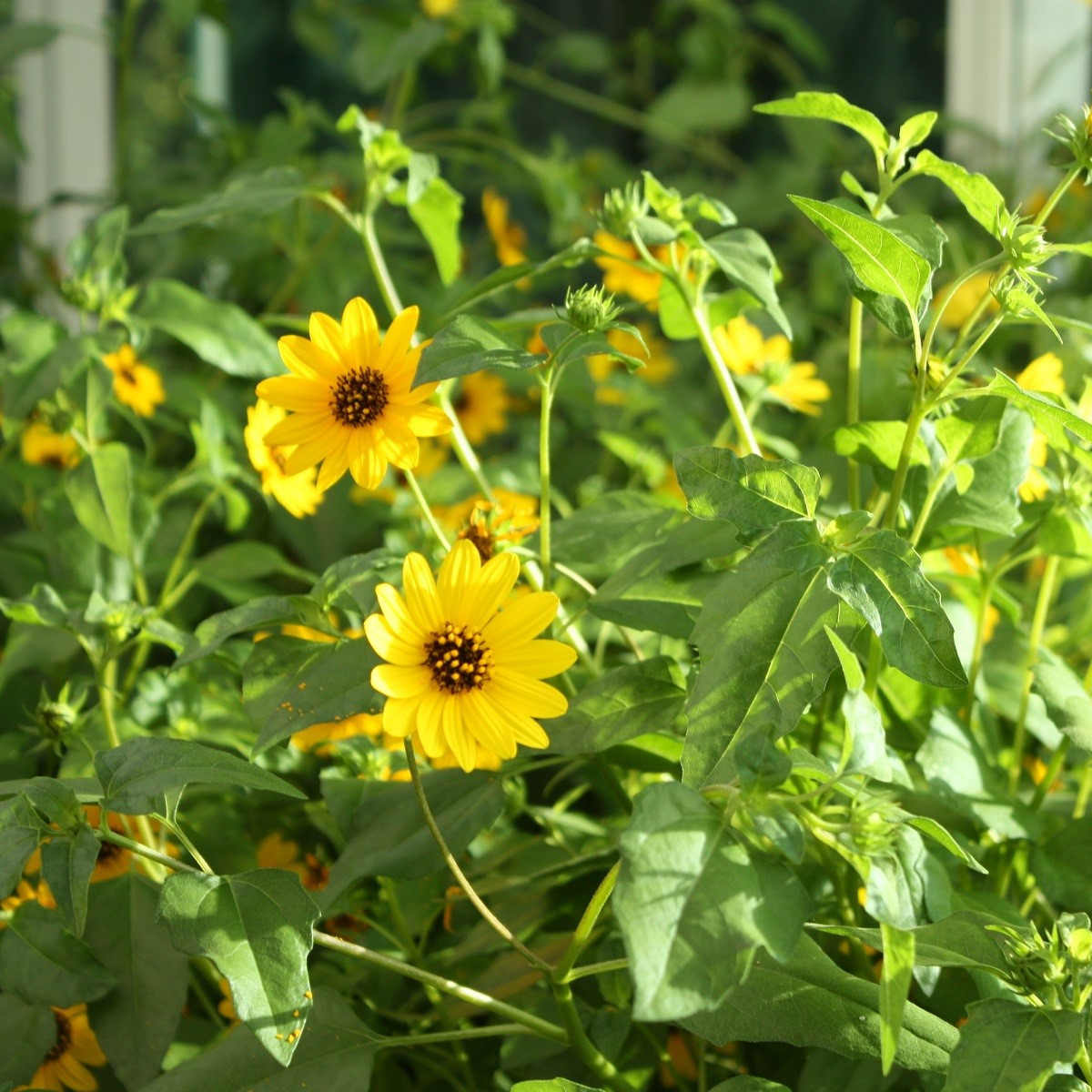 Sončnica šibka mešanica - Helianthus debilis mix - semena sončnice - 15 kosov