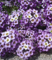 Morski alyssum »Vijolična kraljica« – Alyssum maritimum – semena morskega alyssum – 1 g