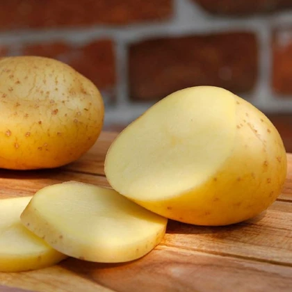 BIO Sadbové brambory Belana - Solanum tuberosum - bio brambory - 10 ks