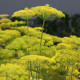 BIO Kopr vonný Diana - Anethum graveolens - bio semena kopru - 300 ks