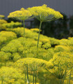 BIO Koper dišeči Diana - Anethum graveolens - bio semena kopra - 300 kos