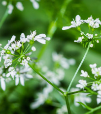 BIO Koriandr setý - Coriandrum sativum - bio semena koriandru - 100 ks