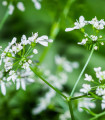 BIO koriander seti - Coriandrum sativum - bio semena koriandra - 100 kos