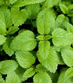 BIO Melisa - Melissa officinalis - bio semena melise - 350 kos