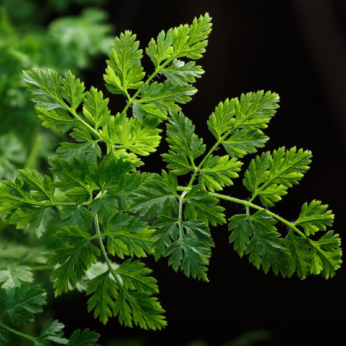 BIO Kerblík setý Fijne Krul - Anthriscus cerefolium crispum - bio semena kerblíku - 400 ks
