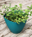 BIO Grško origano - Origanum hirtum - bio semena origana - 250 kos