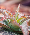 Aloe - Aloe branddraaiensis - semena aloe - 6 kos