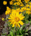 Arnika gorska - Arnica montana - semena arnike - 13 kos