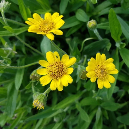Prha léčivá - Arnica chamissonis - semena prhy - 13 ks