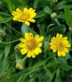Arnika zdravilna - Arnica chamissonis - semena arnike - 13 kosov