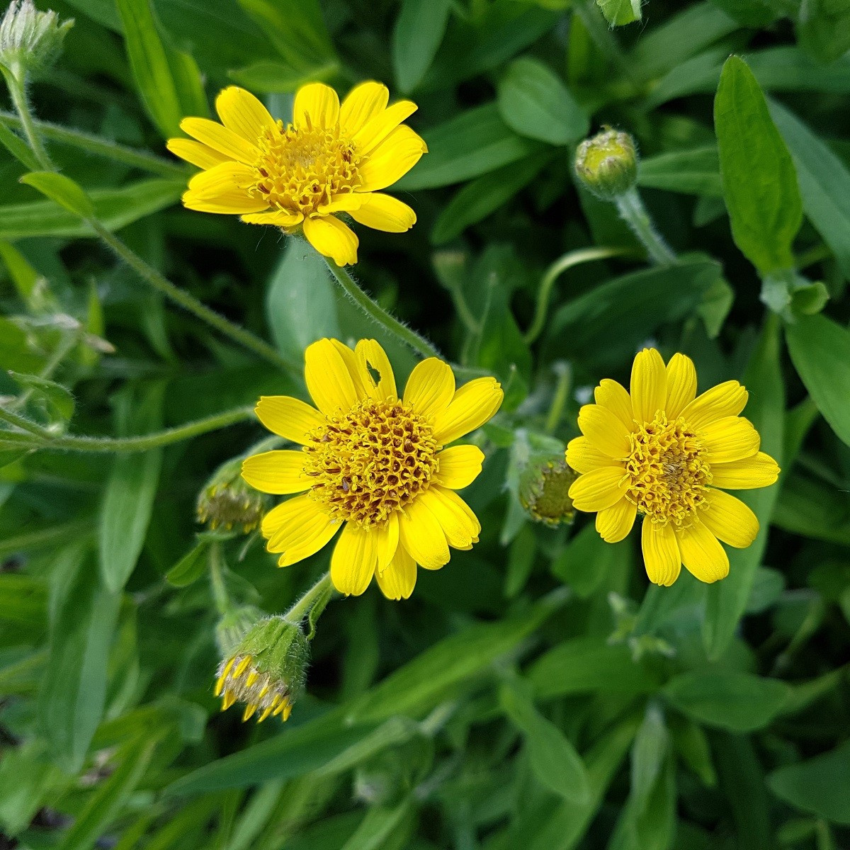 Prha léčivá - Arnica chamissonis - semena prhy - 13 ks