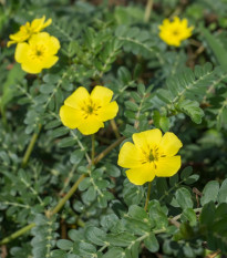 Kotvičník zemní - Tribulus terrestris - semena kotvičníku - 7 ks