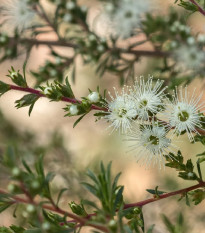 Kanuka - Kunzea ericoides - semena kanuky - 6 ks