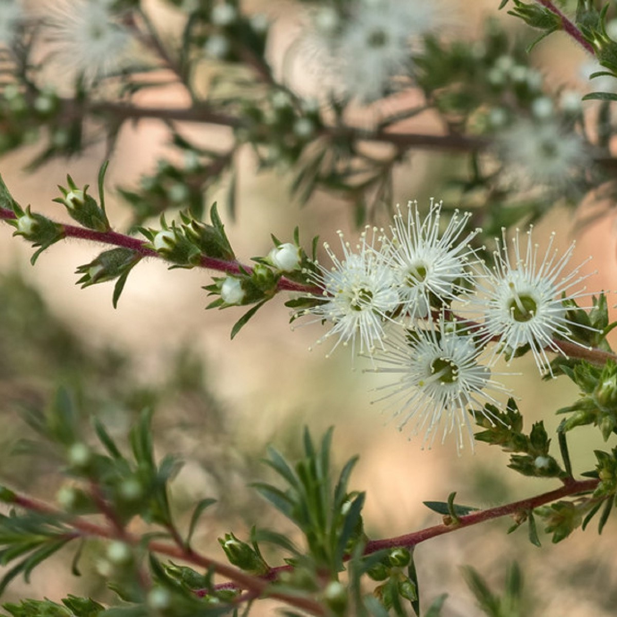 Kanuka - Kunzea ericoides - semena kanuky - 6 ks