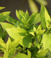 Kafrovnik zdravilni - Cinnamomum camphora - semena kafrovnika - 6 kosov