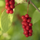 Schizandra čínská - Schisandra chinensis - semena schizandry - 6 ks
