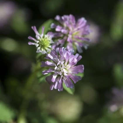 Jetel zvrácený - Trifolium resupinatum - semena jetele - 100 ks