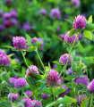 Rdeča travniška detelja - Trifolium pratense - semena detelje - 100 kosov