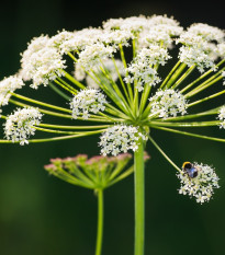 Kerblík lesní - Anthriscus sylvestris - semena kerblíku - 0,5 g