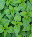 Kopriva dvodomna - Urtica dioica - semena koprive - 800 kos