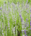 Rožnata zdravilna sivka SPECIÁL - Lavandula angustifolia - semena sivke - 15 kos