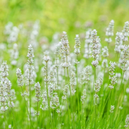 Levandule lékařská Ellegance Snow - Lavandula angustifolia - semena levandule - 15 ks