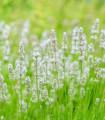 Sivka zdravilna Ellegance Snow - Lavandula angustifolia - semena sivke - 15 kosov