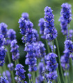 Sivka zdravilna Provence - Lavandula angustifolia - semena sivke - 15 kosov
