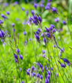 Levandula razcepljena - Lavandula multifida - semena levandule - 15 kos