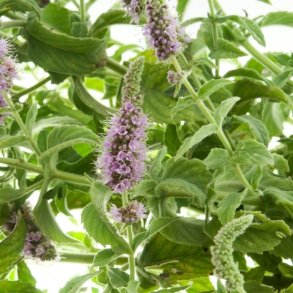 Máta rolní - Mentha arvensis - semena máty - 20 ks