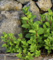 Klasasta meta - Mentha viridis - semena mete - 25 kos