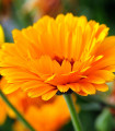 Ognjič - Calendula officinalis - semena ognjiča - 65 kosov