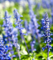 Modri zdravilni ožepek - Hyssopus officinalis - semena ožepka - 200 kos