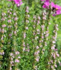 Yzop lékařský růžový - Hyssopus officinalis - semena yzopu - 100 ks