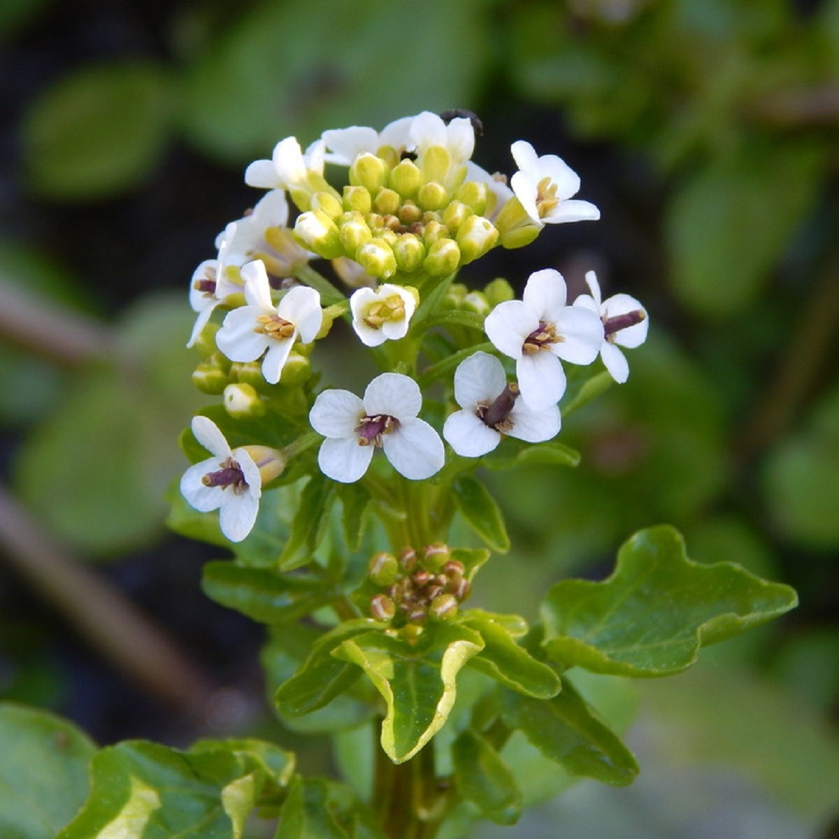 Potočnice lékařská - Nasturtium officinale - semena potočnice - 0,5 g