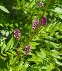 Lékořice lysá - Glycyrrhiza glabra - semena lékořice - 4 ks