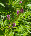 Sladki koren - Glycyrrhiza glabra - semena sladkega korena - 4 kosi