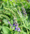 Šišak bajkalski - Scutellaria baicalensis - semena šišaka - 15 kos