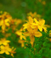 Šentjanževka - Hypericum perforatum - semena šentjanževke - 300 kos