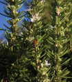 Rožmarin zdravilni - Rosmarinus officinalis - semena rožmarina - 50 kosov